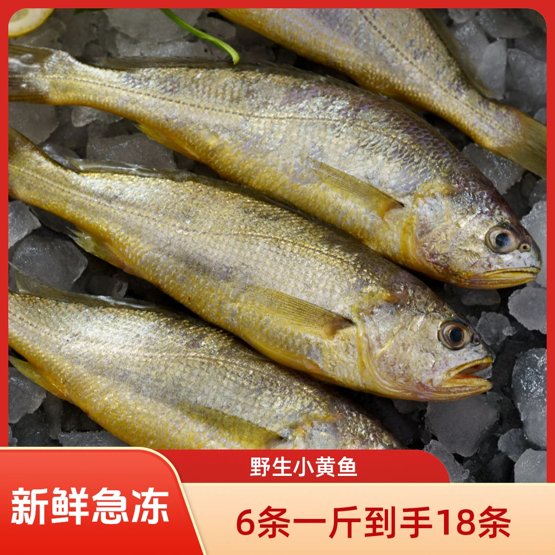 丰帆（6条/斤 ，净重3斤急冻发货）东海舟山野生海捕小黄鱼
