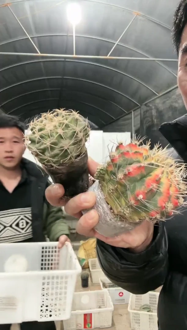 【闪购商品】筐拍 10号 翠晃冠锦加圆盘玉加大红鹰