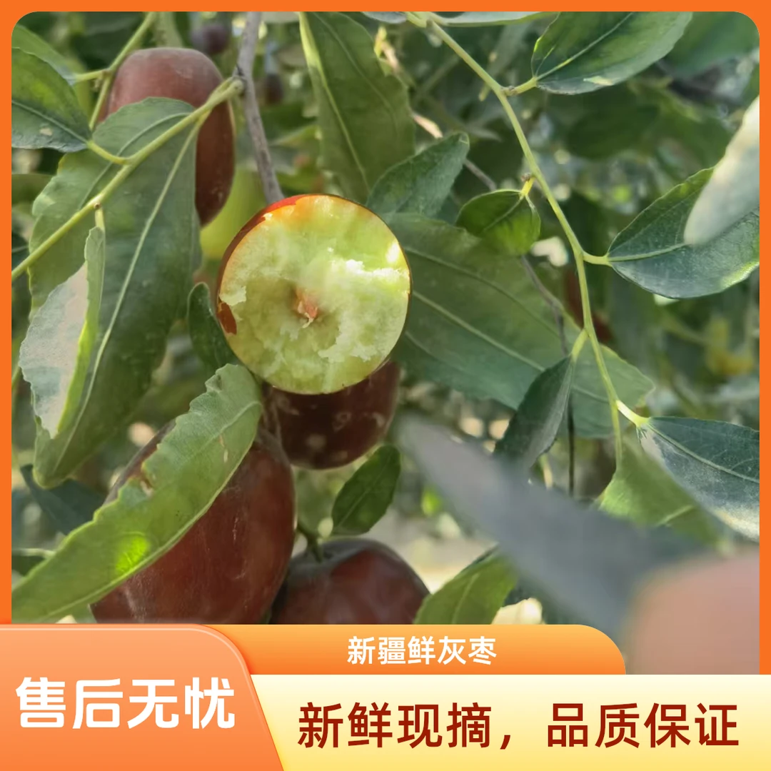 【无小果】新疆鲜灰枣小时候的味道新鲜采摘坏果包赔原产地直供