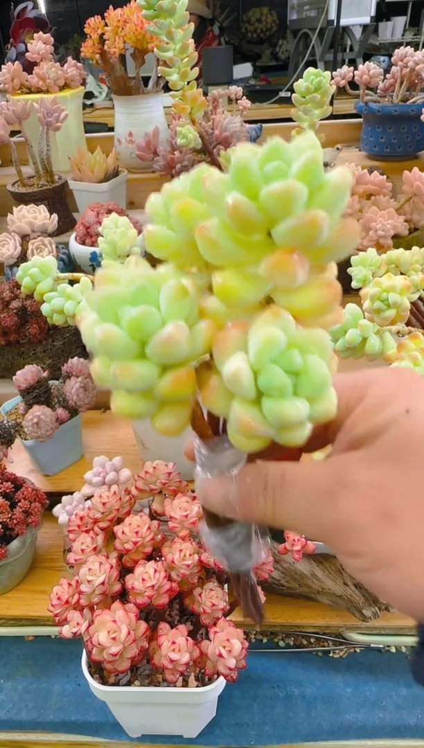 【闪购商品】春—263—仙农(天使之泪5枝）