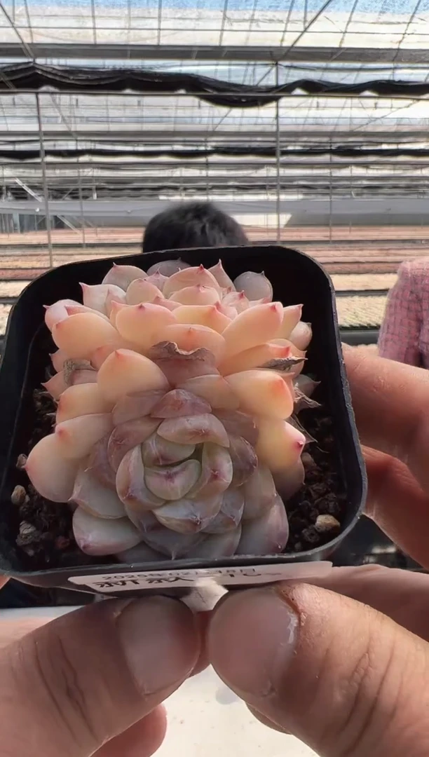 【闪购商品】新款多肉-109