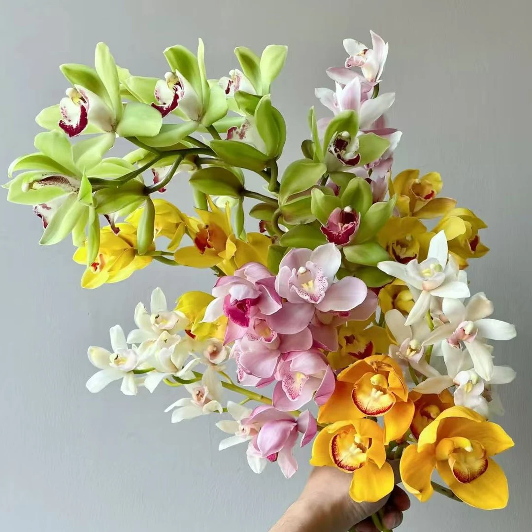 【混色蕙兰】绿色大花蕙兰 气质若兰