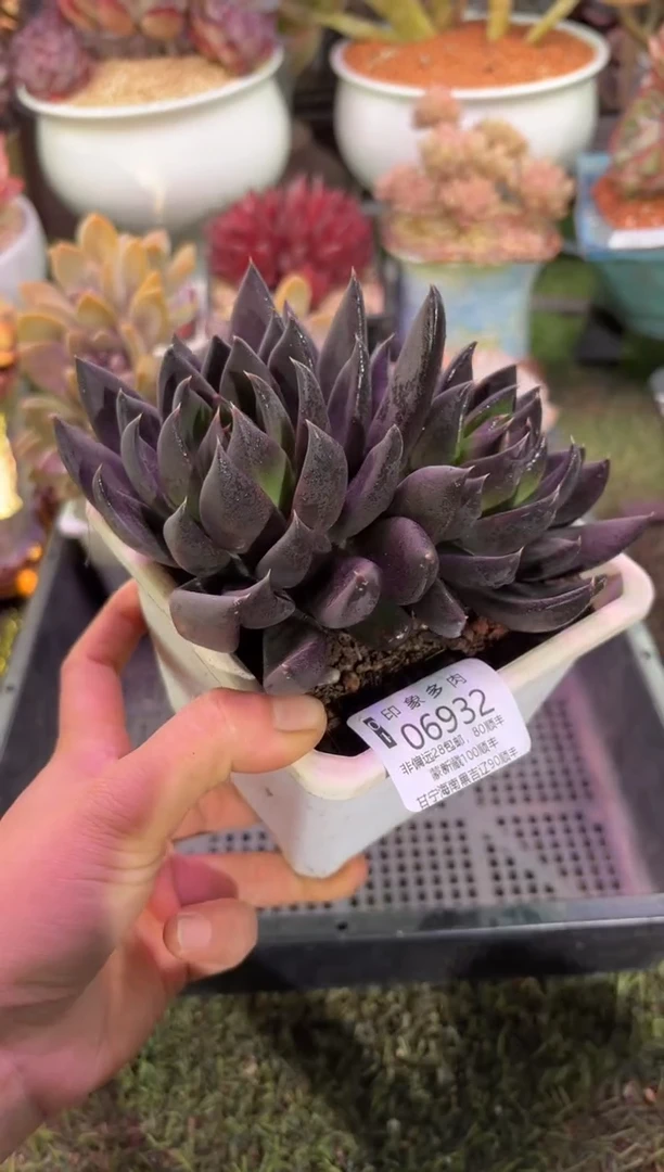 【闪购商品】06932