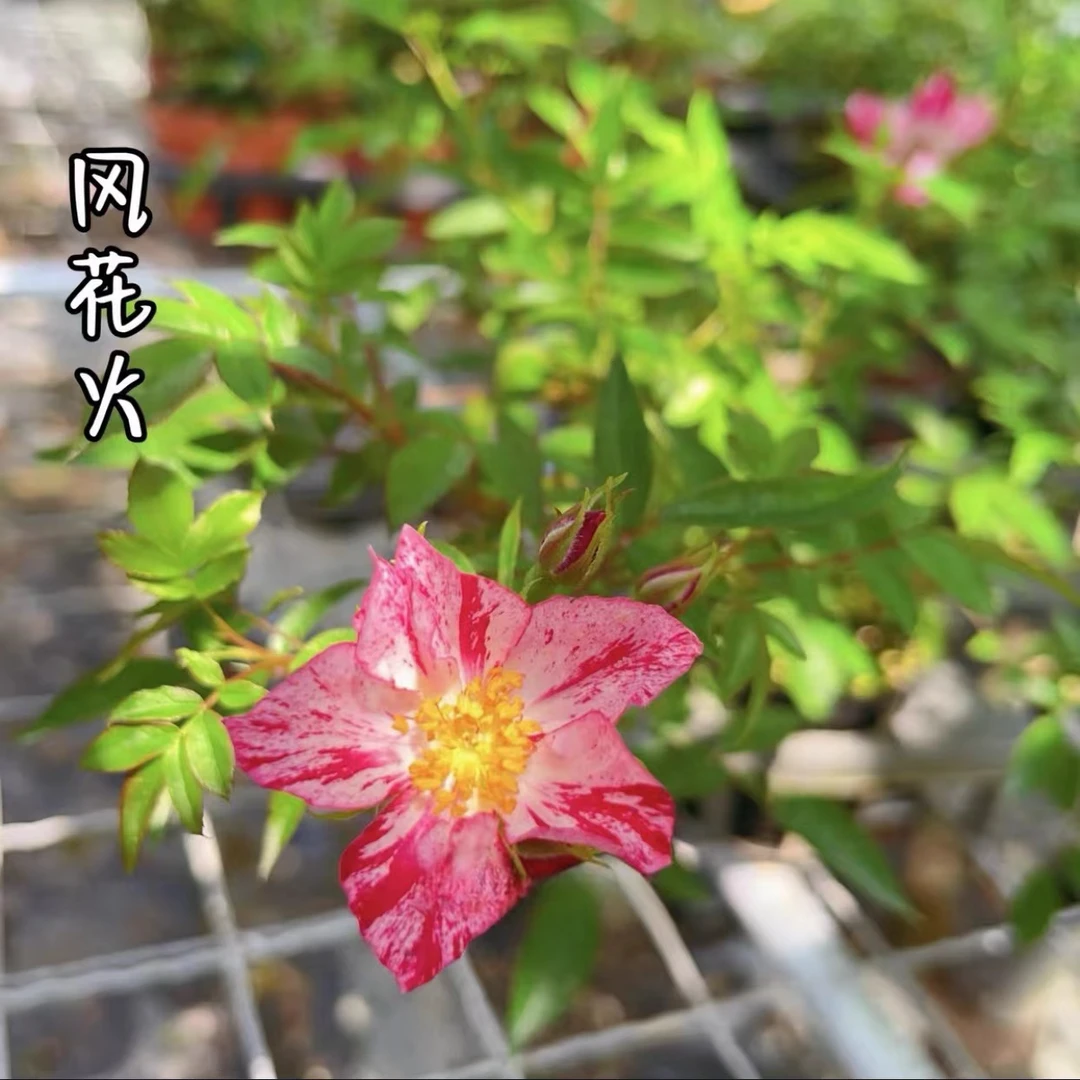 【风花火】 花峰红 超级多花小藤本灌木月季单瓣条纹微月阳台盆栽