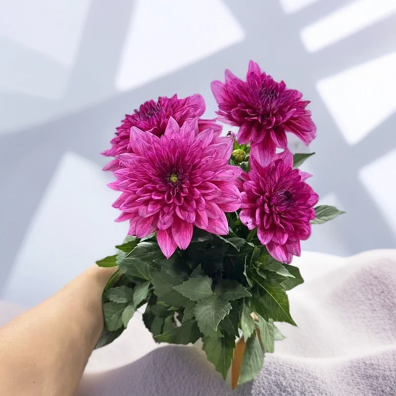 【李先生】（牡丹）小丽花盆栽庭院阳台观花植物多年生四季开花好养