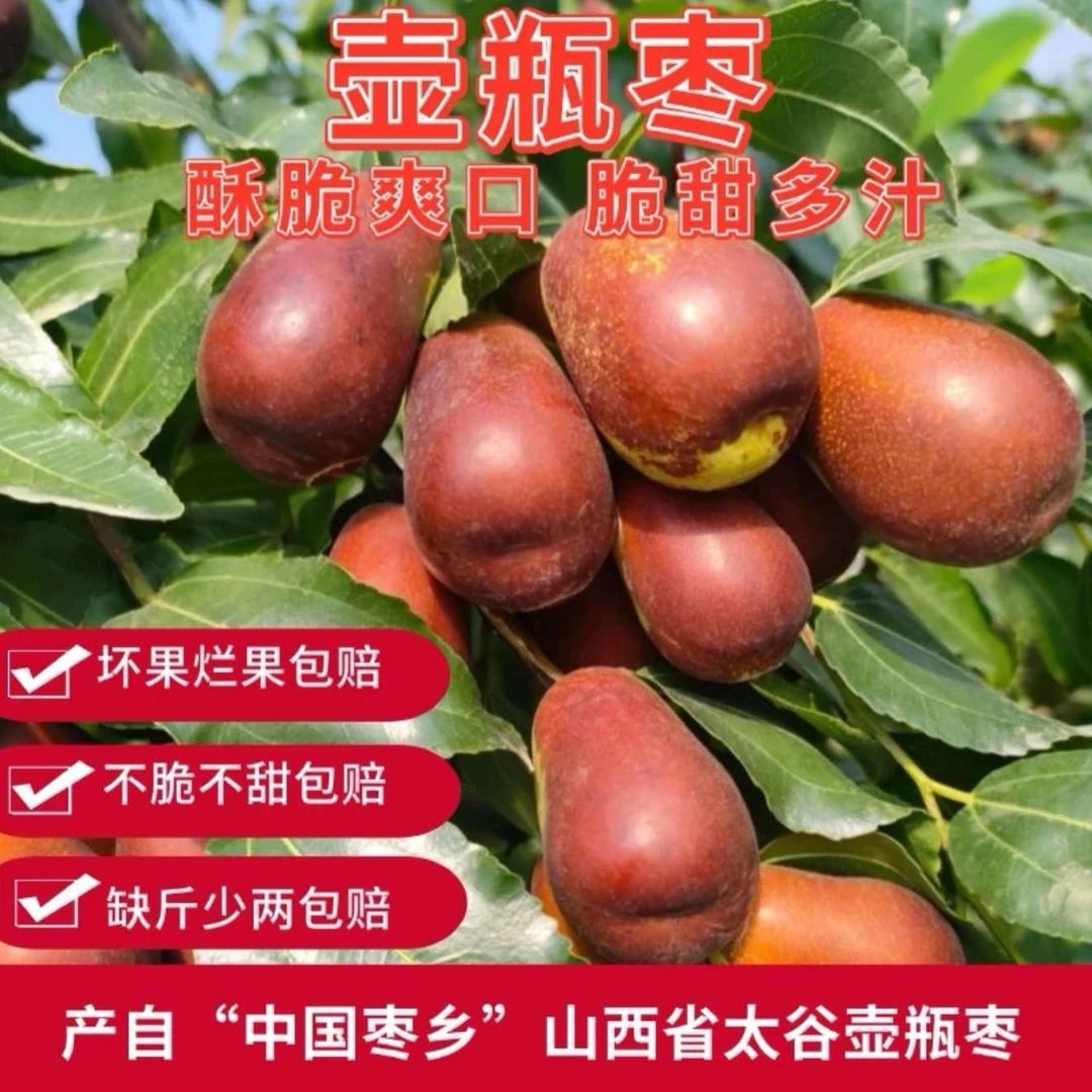 【一年仅售一个月】山西太谷壶瓶枣新鲜脆枣当季水果现摘现发