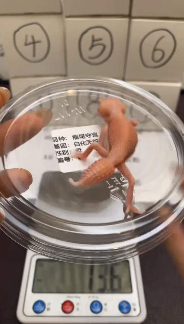 豹纹守宫Scale Tail 爬宠L2