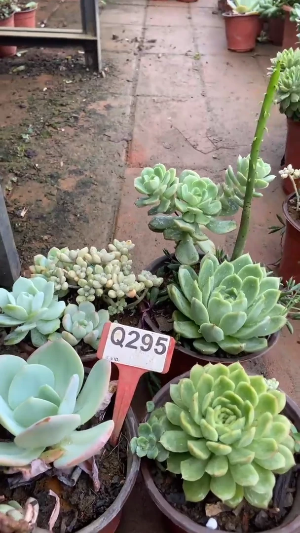 Q295多肉组合默认脱土发货