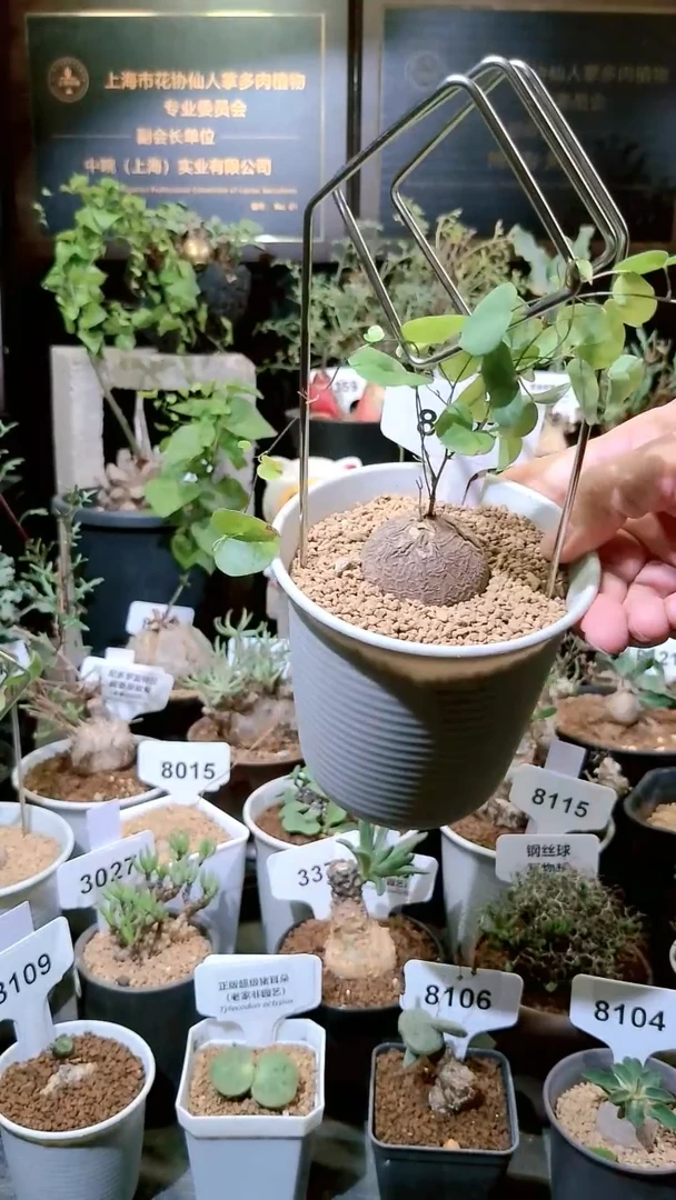 8127号1222甄选单颗南非龟甲龙