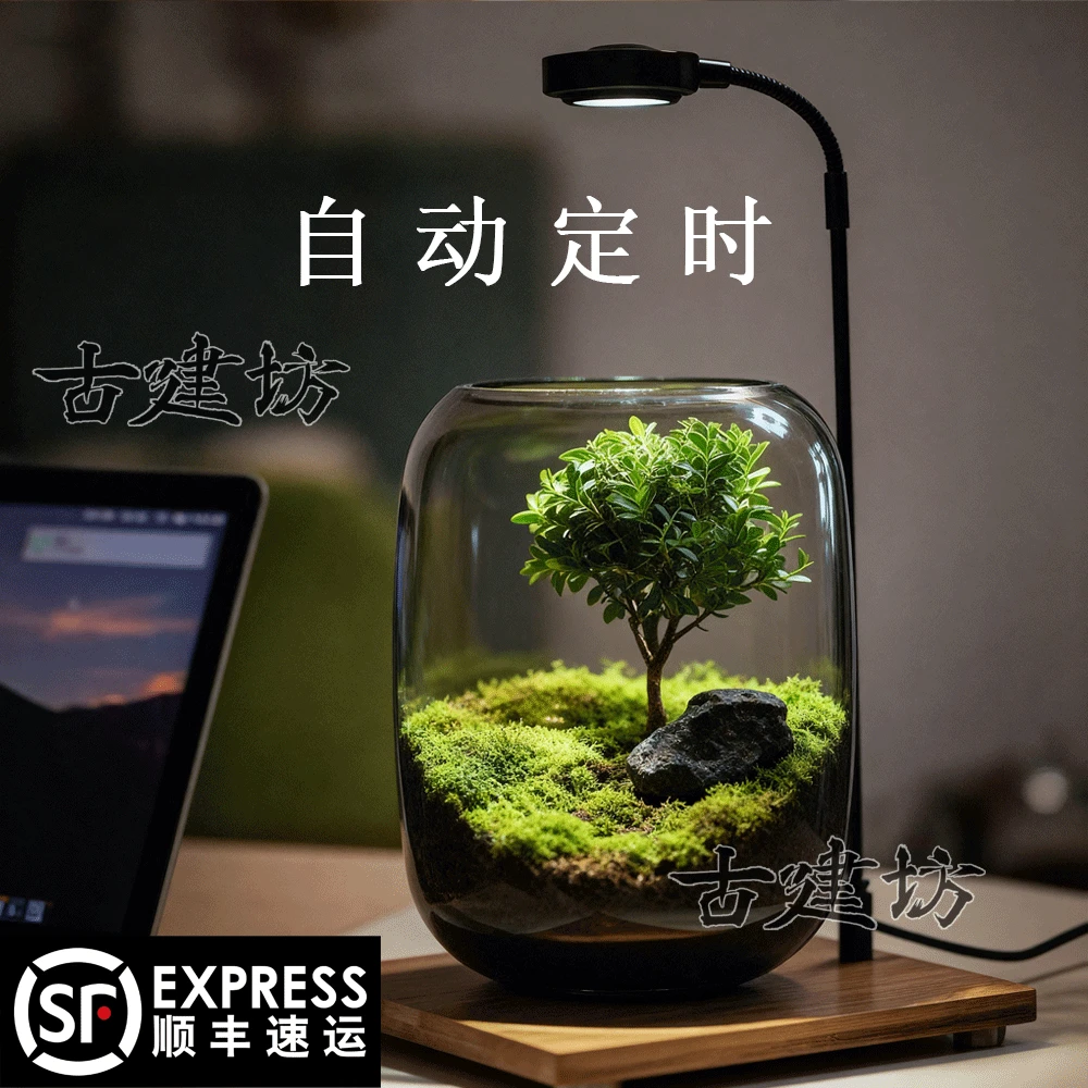 【生命之树】创意桌面微景观小叶赤楠绿植办公室盆景成品礼物