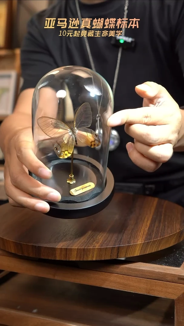 佛***辉黄晶眼蝶小号玻璃罩