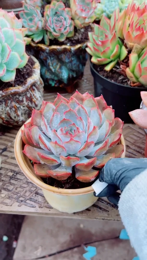 如**天多肉植物一拍一物04109