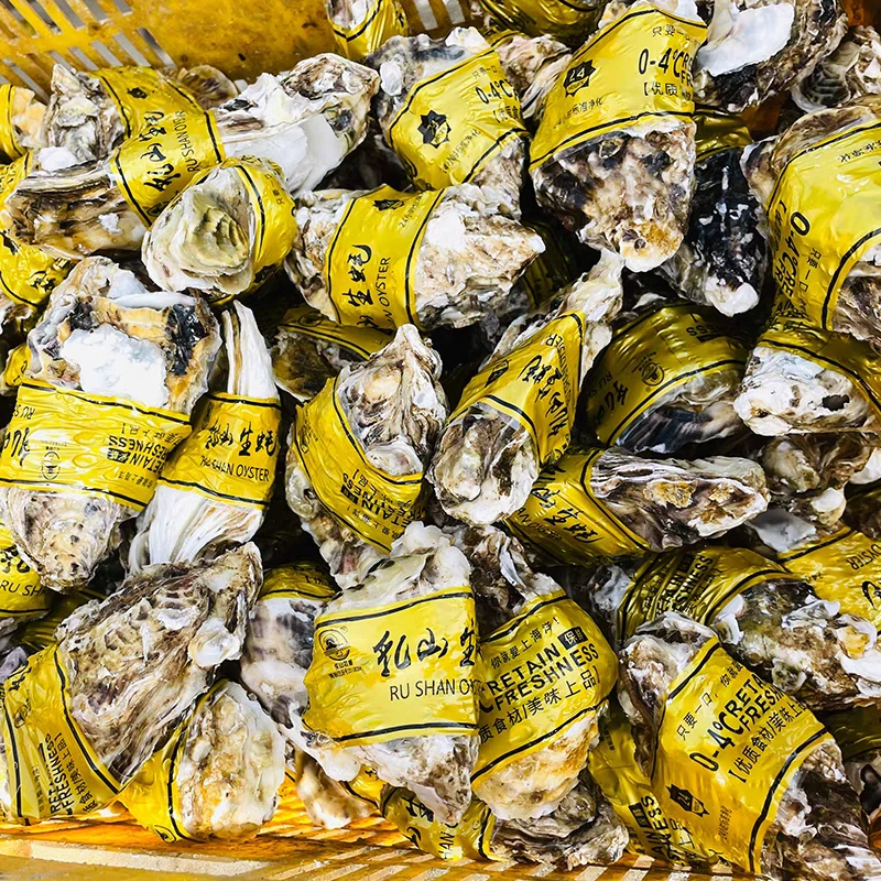 金标乳山生蚝4.5-5斤