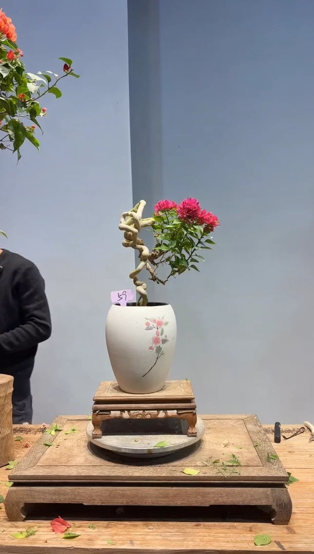 以实际为准石*三角梅59