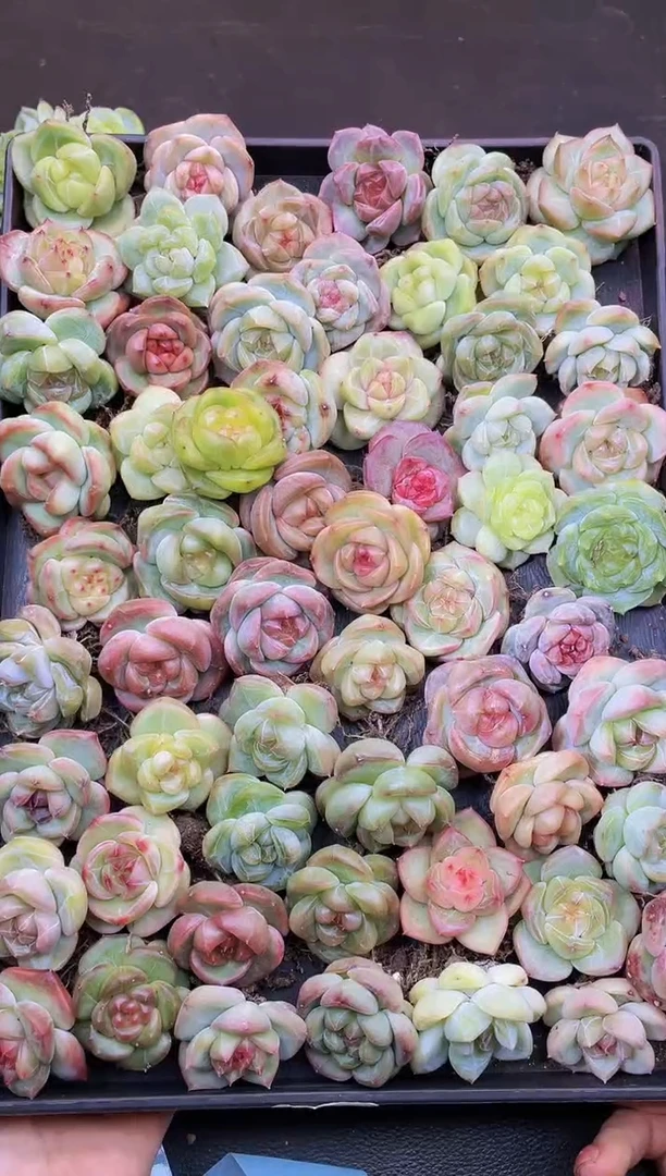 8005万象森罗优量拍随机发一个