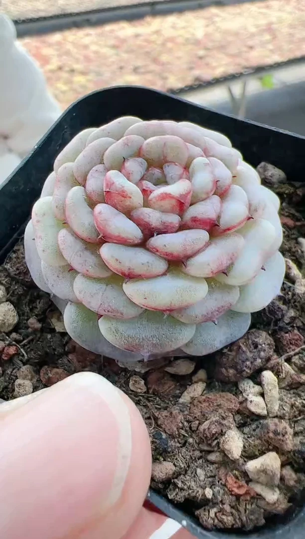 【闪购商品】东云晶-9