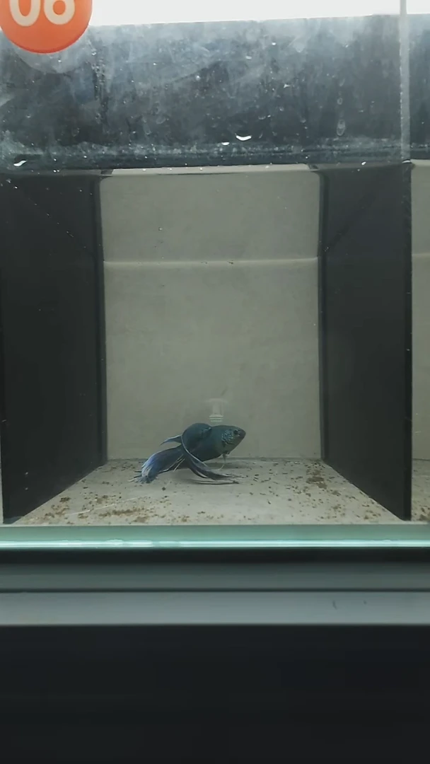 斗鱼中国斗鱼无纹帝王蓝活体淡水冷水观赏鱼好养耐活免加热打氧