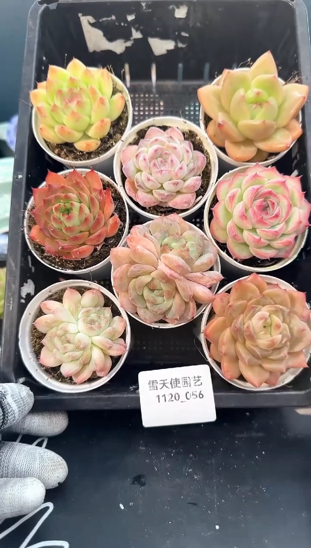 1120-056   多肉8颗