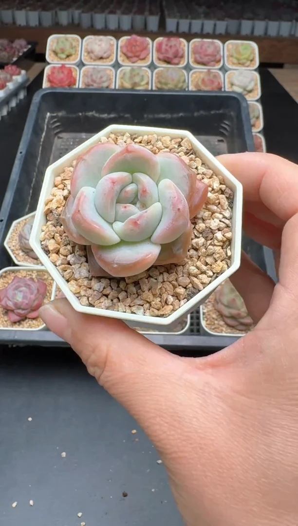 【闪购商品】393B物拍多肉带盆土6.5杯拍3颗包柚