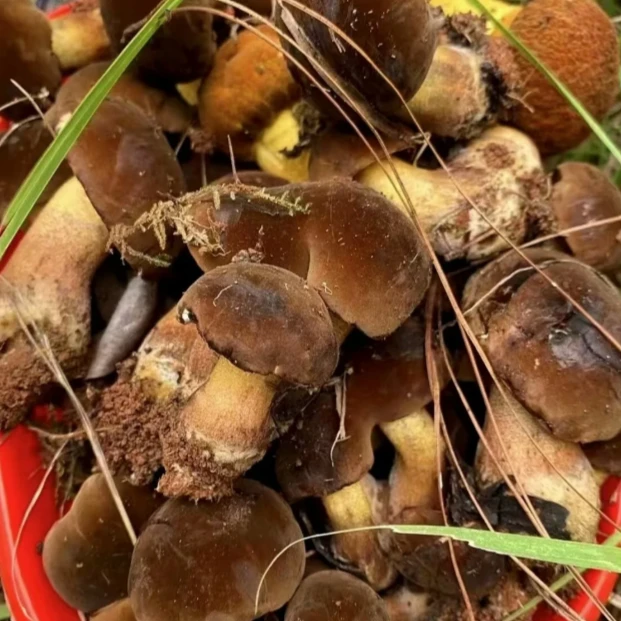 云南野生菌鲜货  精品黑牛肝  500g以上   冷链空运