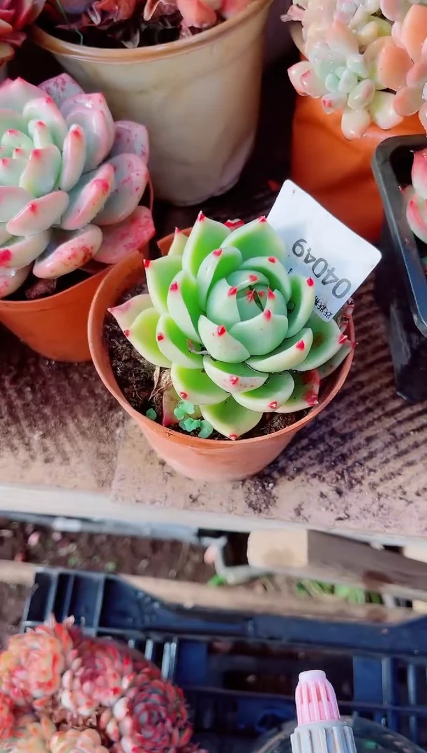 饮**水跃跃精品多肉04049