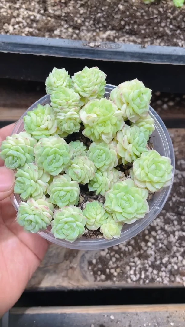 175白天鹅    量拍