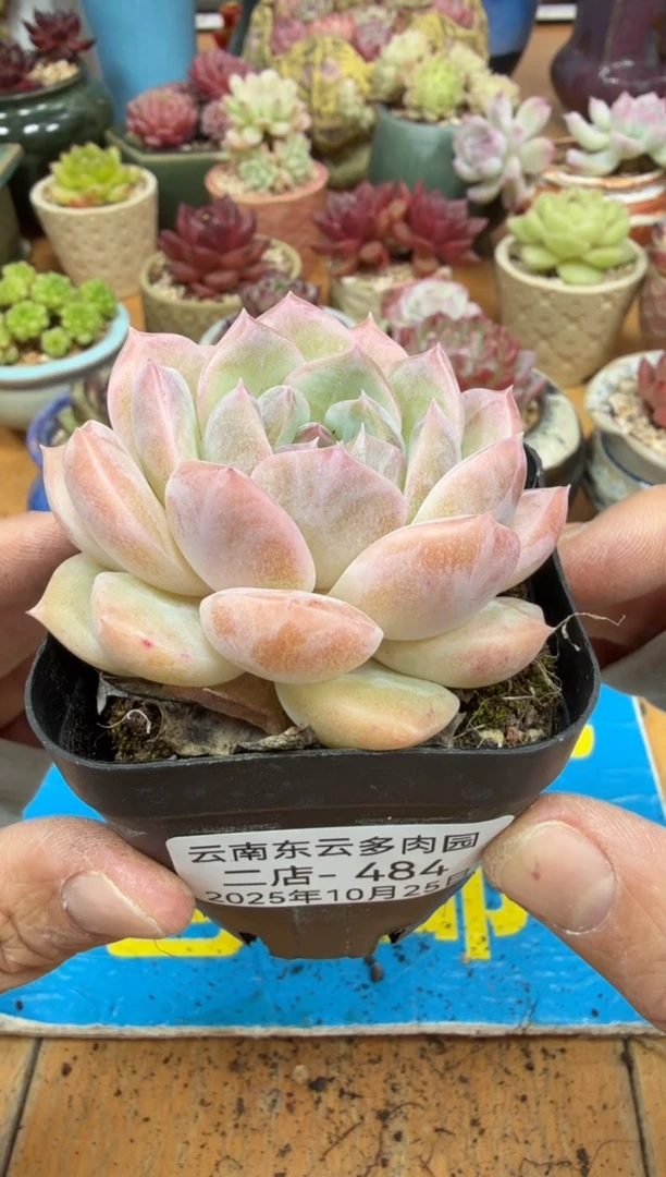 东云多肉园二店-484