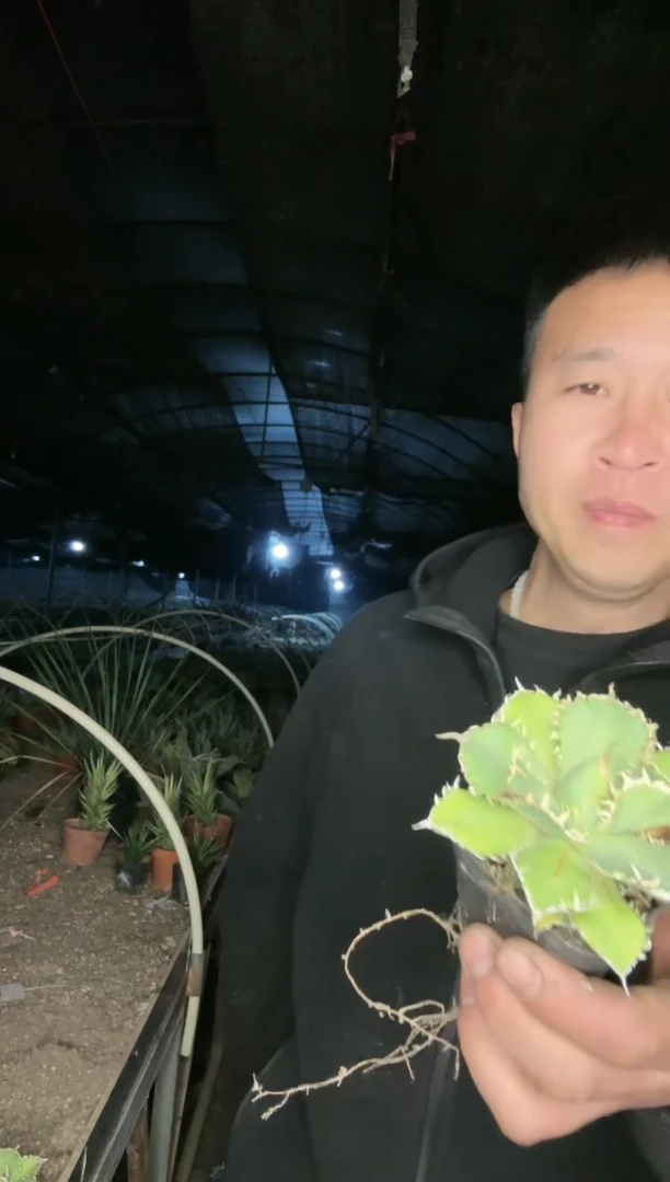 【闪购商品】金边龙舌兰  惜墨姐姐的