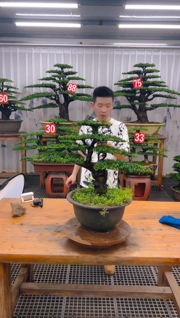 无花朵用****1精品盆景直播间一物一拍