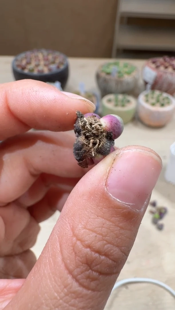 17-25多肉植物肉锥