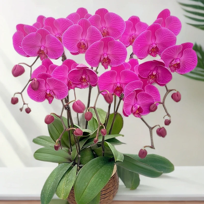 蝴蝶兰《玉玲珑》花期巨长新手推荐好养耐养带花基地直发送礼乔迁