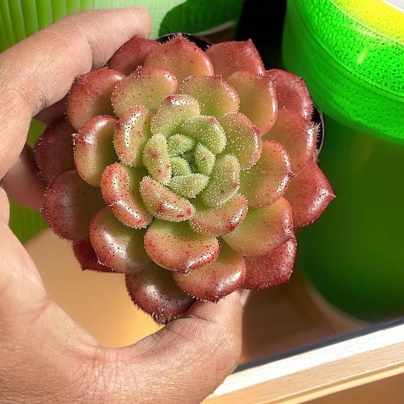 水珠感  卡罗尔 多肉植物 带盆栽好一盆