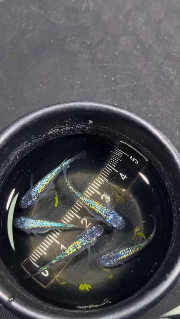 青鳉鱼观背青鳉一物一拍33