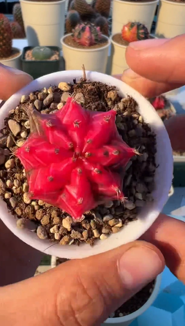 357好看的米哈冲冲冲    3公分