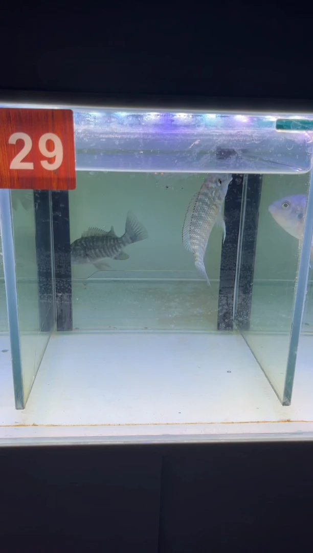 海水三湖慈鲷绿龙