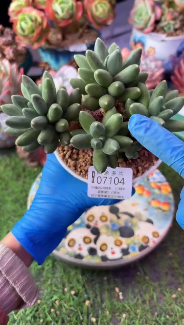昆明印象多肉07104