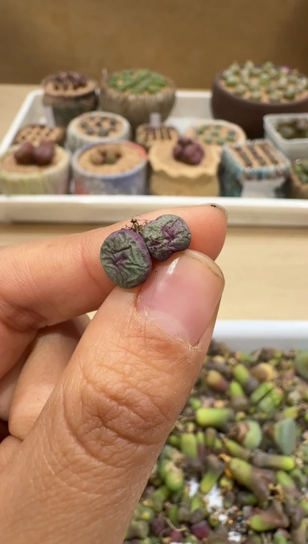 多肉植物肉锥4-5