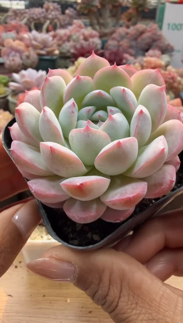 东云多肉园二店-208