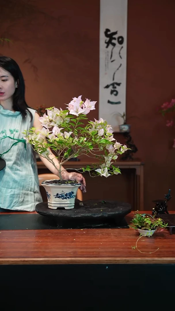 无花朵三角梅盆景盆景盆景