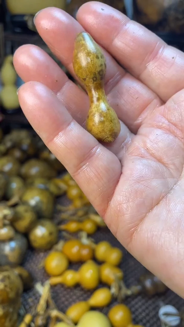 【闪购商品】葫芦葫芦葫芦葫芦