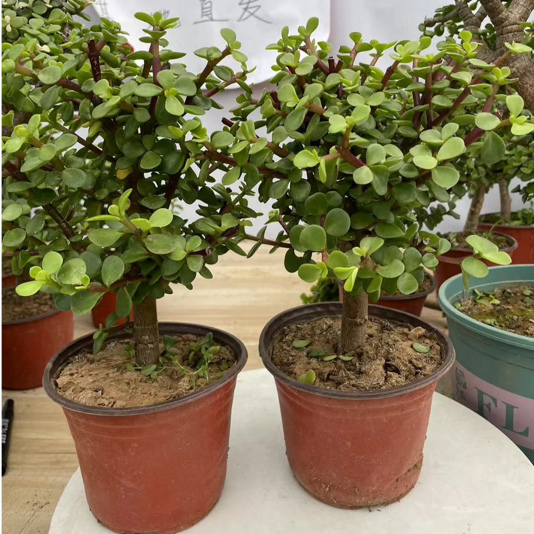 金枝玉叶古代王公贵族御用花买一送一