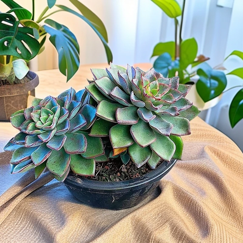 里加 老桩 黑色系 稀有 多肉【多肉满15包邮】新手好养 脱土