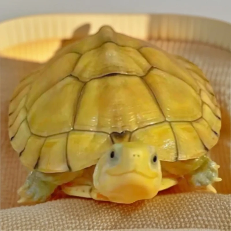 老种小青龟，呆萌小青龟苗活体宠物观赏龟