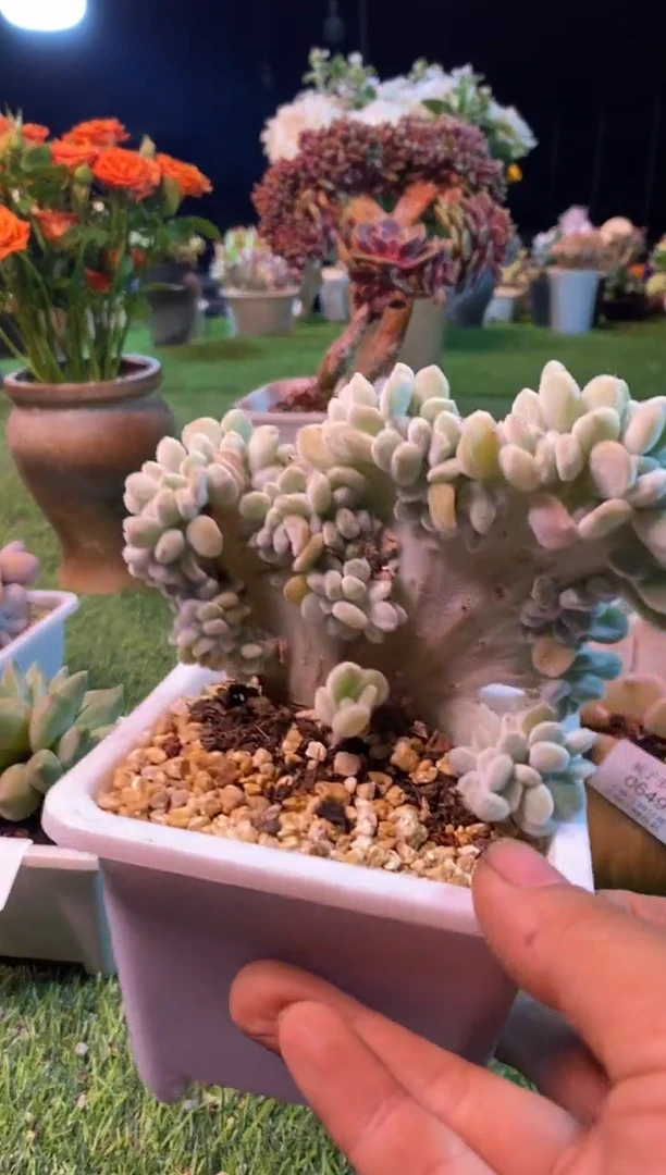 0650aa（满28包邮发货）