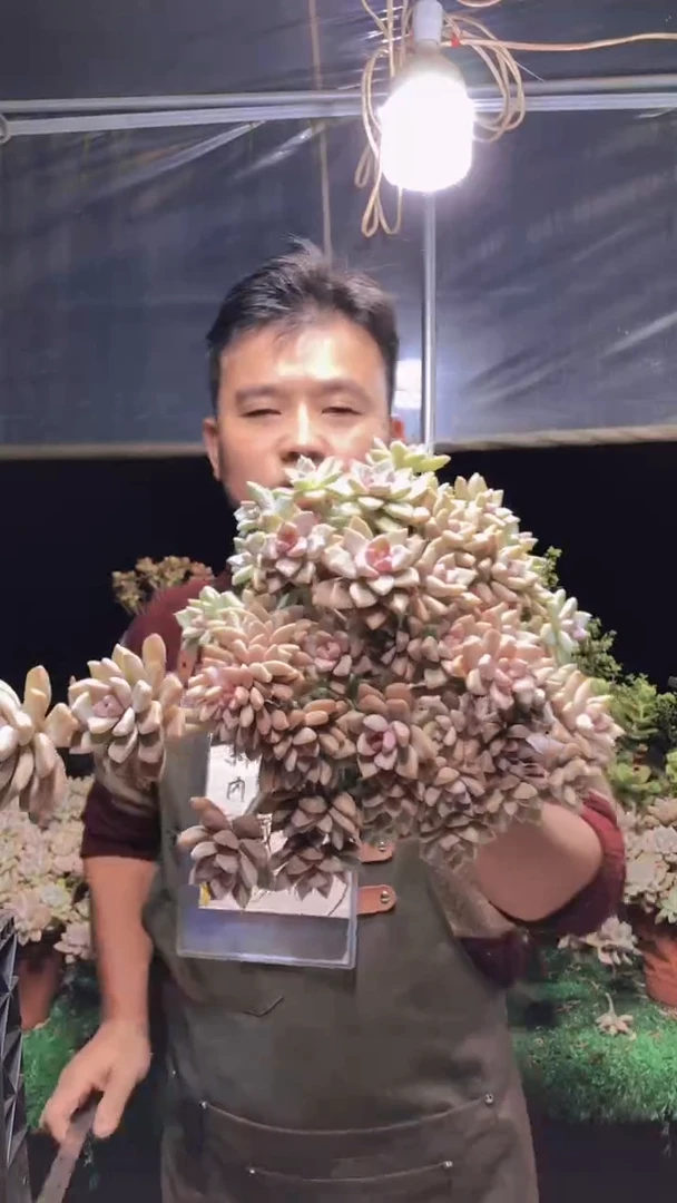 121淡雪缀化一物一拍（微瑕