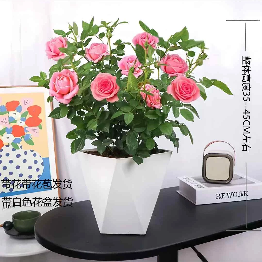 ZY仙度瑞拉月季盆栽四季开花带花苞好养活