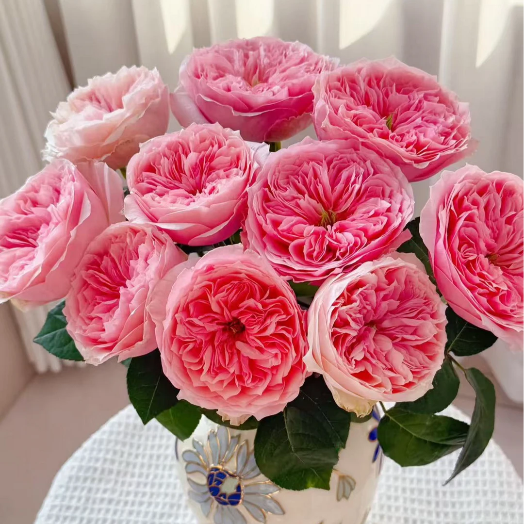 【罗密欧】俏夕阳稀有单头玫瑰 玖枝花优选 瓶插水养鲜切花儿