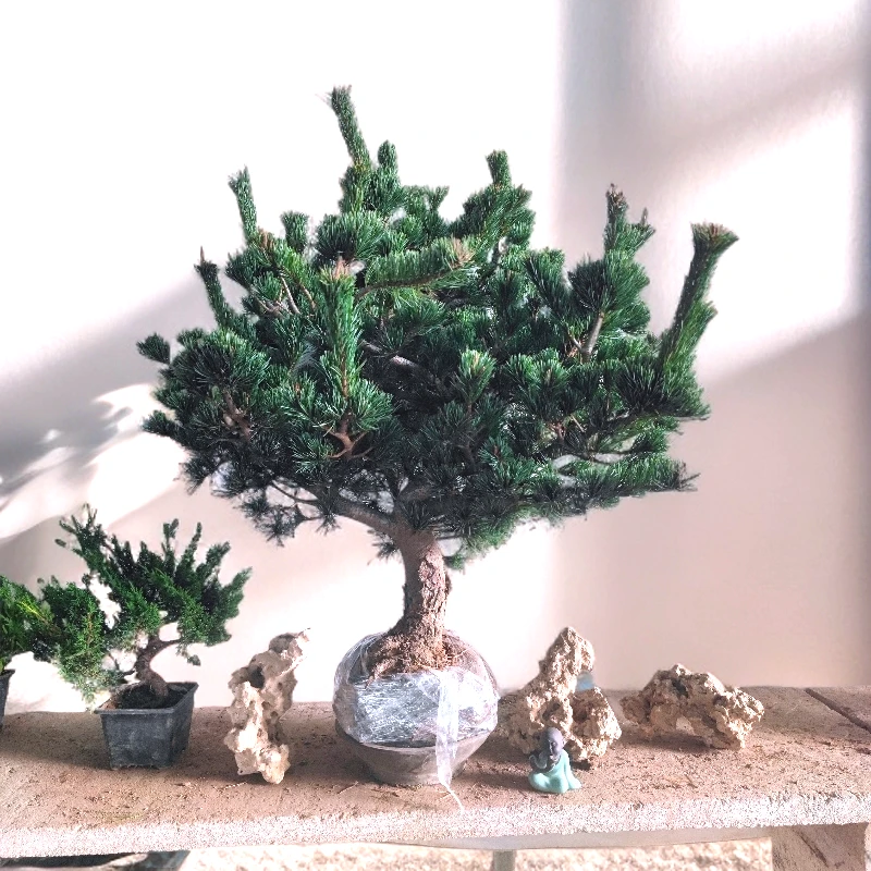 爆款五针松株型挺拔叶色翠庭院造景首选四季常青苍劲古朴自带禅意