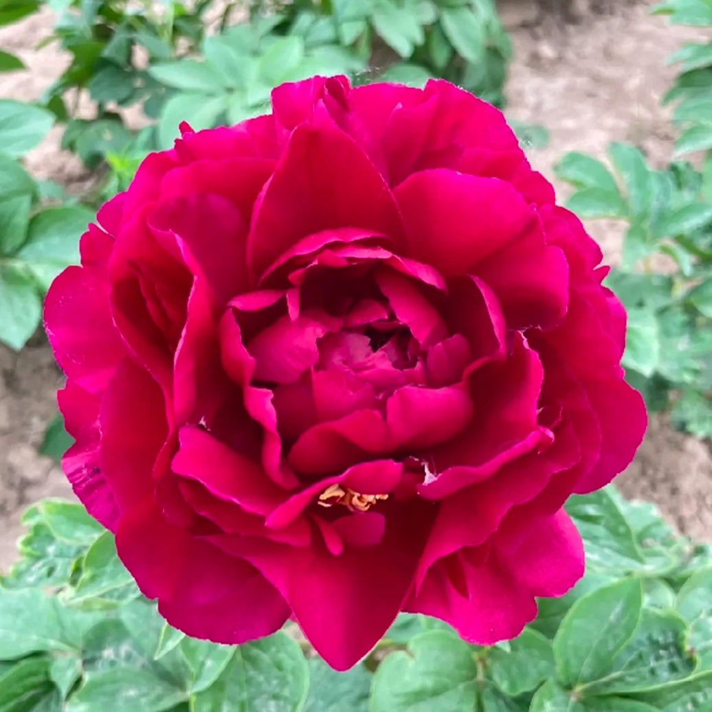 老忠诚   进口重瓣春季观赏芍药   菏泽基地秋天裸根发货