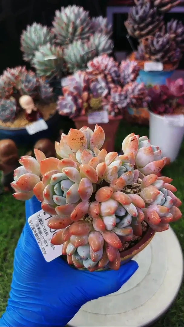 昆明印象多肉11061